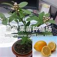香水柠檬苗/广东香水柠檬苗/广西香水柠檬 