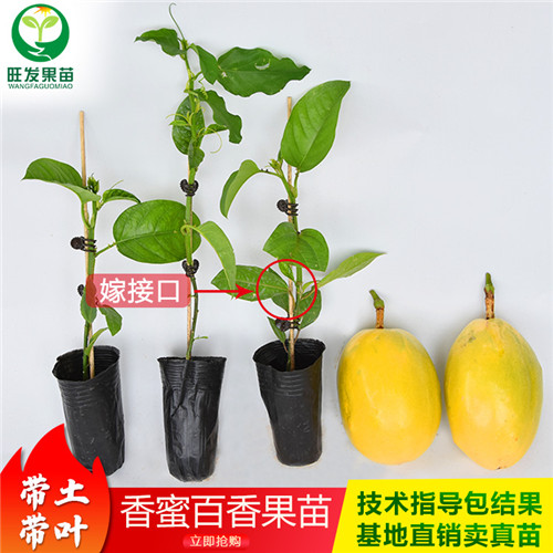 香蜜百香果新品种