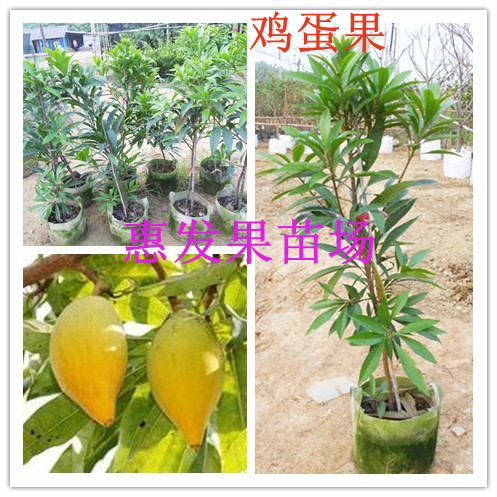 鸡蛋果树/福建鸡蛋果树/四川鸡蛋果树/江西鸡蛋果树/批发鸡蛋果树 