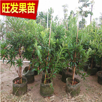 广东果苗，广东人心果苗，人心果嫁接苗 