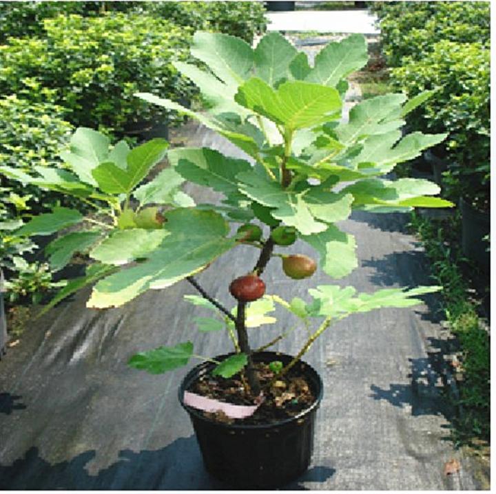 台湾无花果苗￥广东台湾无花果苗￥台湾无花果苗供应 