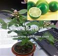 四季柠檬苗/批发四季柠檬苗/四季柠檬苗 