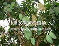 四季蜜芒苗/广东四季蜜芒苗/云南四季蜜芒 