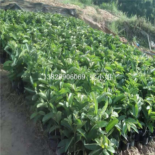 广西西瓜红红心番石榴苗基地 