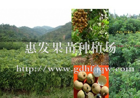 批发大乌圆龙眼苗/大乌圆龙眼苗 