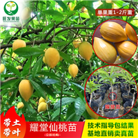 耀堂仙桃蛋黄果苗