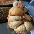 云南榴莲蜜苗价格\云南榴莲蜜苗批发 