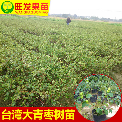 台湾青枣苗，广东青枣苗、广东青枣苗基地 