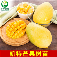 惠州果苗基地，惠州凯特芒果苗，批发凯特芒果苗 