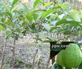 台湾珍珠番石榴苗供应商/福建台湾珍珠番石榴苗/ 