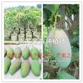 大金煌芒果苗/广西大金煌芒果苗 