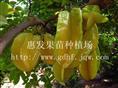 台湾杨桃苗/出售云南台湾杨桃苗 