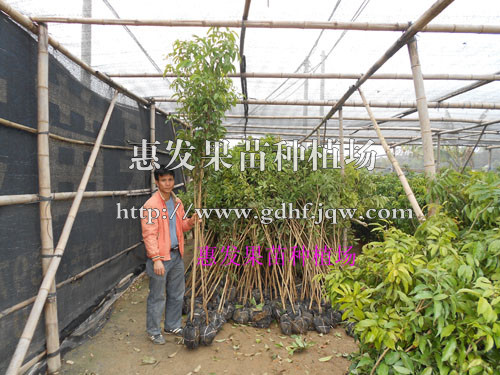 2米高荔枝直生苗/广东荔枝直生苗/荔枝直生苗批发商/批发荔枝直生苗 