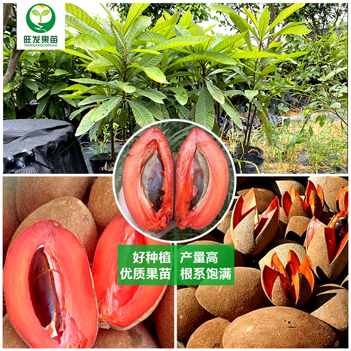 马加纳妈咪果苗潘婷妈咪果苗