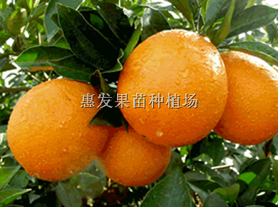 红心橙苗批发/红心橙苗苗圃/东莞橙苗 