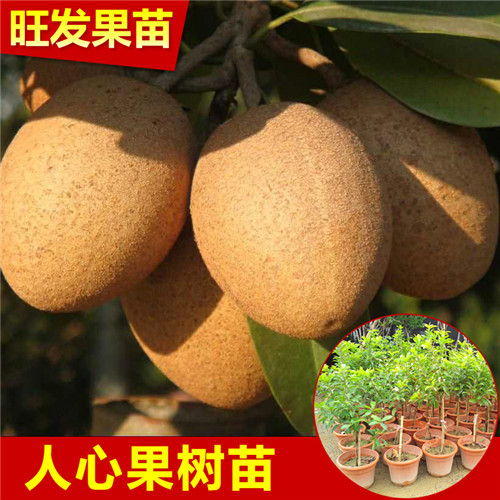 人心果苗批发基地，广东人心果苗，广东果苗 