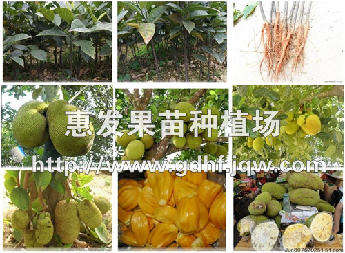 干包菠萝苗/供应干包菠萝苗/广东干包菠萝苗/批发干包菠萝苗 