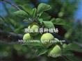 酸梅苗/广东酸梅苗/广东酸梅苗苗圃/广东酸梅苗价格 
