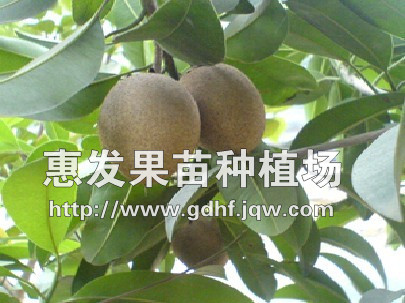 人心果苗/广东人心果苗/人心果苗供应商/批发人心果苗 