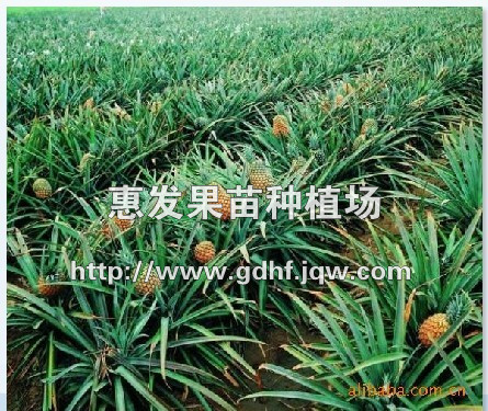 凤梨地菠萝蜜苗/广东凤梨地菠萝蜜苗/批发凤梨地菠萝蜜苗 