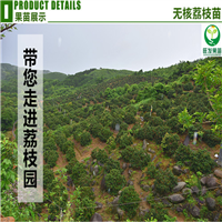 惠城区荔枝苗，惠州荔枝苗，惠州果苗场 