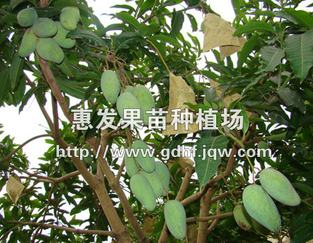 四季蜜芒苗/广东四季蜜芒苗/云南四季蜜芒 