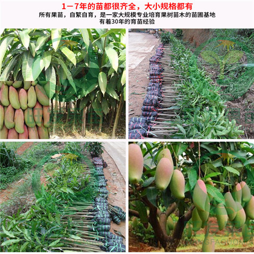 惠州象牙芒果苗，广东象牙芒果苗，广东果苗 