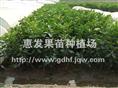 蜜柚苗基地/江西蜜柚苗|”江西蜜柚苗价格 