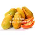 广东大量供应美国夏威夷木瓜苗 