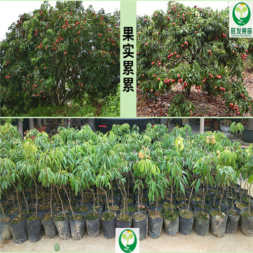 供应荔枝苗\广东荔枝苗香基地\惠州荔枝种苗 