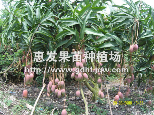 红贵妃芒果苗/辽宁红贵妃芒果苗/山东芒果 