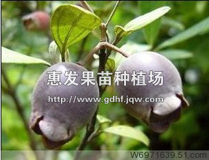 广东棯子苗/广西棯子苗/江西棯子苗 