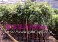 荔枝直生苗/云南荔枝直生苗/荔枝直生苗 