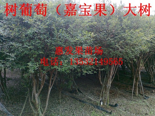 广东嘉宝果苗//嘉宝果苗**价格 