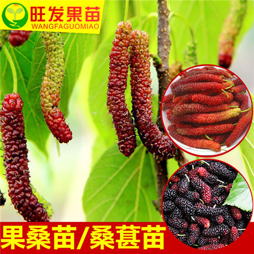 长果桑苗价格|批发长果桑苗|广东长果桑苗 