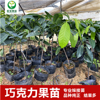 巧克力布丁果苗黑柿苗