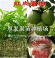 红肉蜜柚苗/云南红肉蜜柚苗/广东红肉蜜柚 