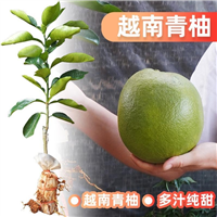 越南青柚苗翡翠青柚苗