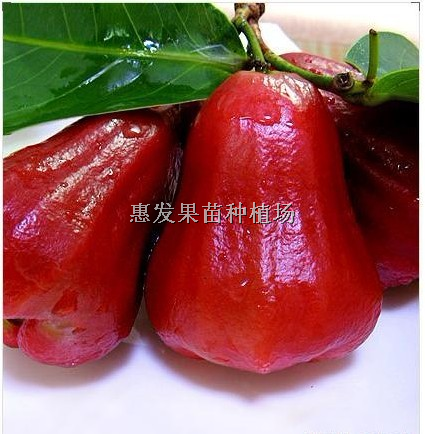 四川红宝石莲雾/红宝石莲雾批发/红宝石 