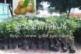 龙眼苗盆栽苗/出售广东龙眼苗/广东龙眼苗 