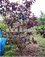 红叶番石榴/广西红叶番石榴/四川红叶番石榴/山东红叶番石榴 