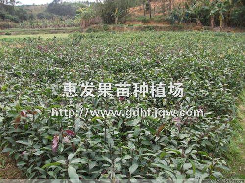 芒果苗苗圃/广东芒果苗价格/广西芒果苗 