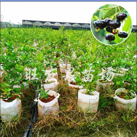 大量批发巴西甜樱桃苗3年苗新品种 