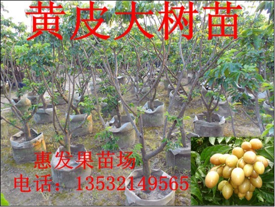 福建黄皮苗批发//贵阳黄皮苗 