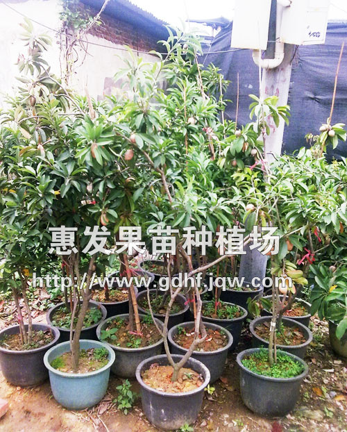 人心果苗/四川人心果苗/福建人心果苗/云南人心果苗 