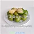 批发皇帝桔苗/江西皇帝桔苗/供应皇帝桔 