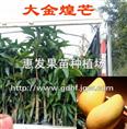 金煌芒果苗/广西金煌芒果苗/四川金煌芒果苗/福建金煌芒果苗 
