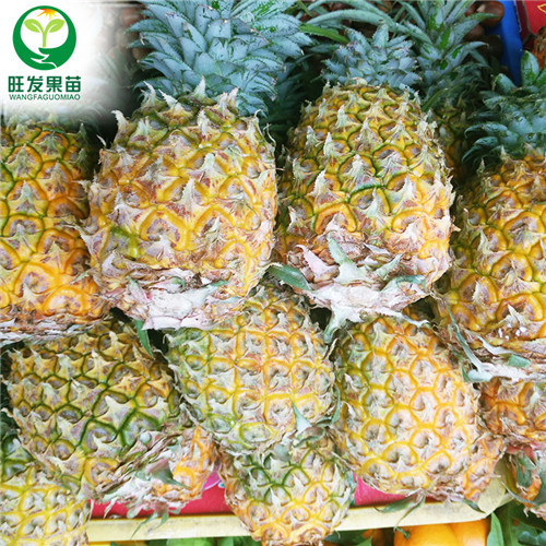 地菠萝种苗，广东地菠萝苗，惠州地菠萝苗 