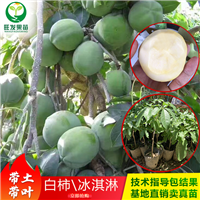 冰淇淋果苗白柿苗