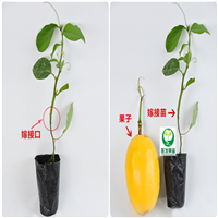 惠州香蜜木瓜百香果
